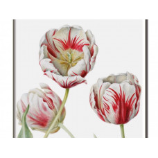 Magnet Tulipa Teyler Anita Walsmit Sachs