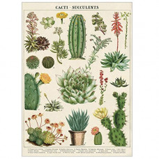 Cavallini & Co - Cacti & Succulents Poster