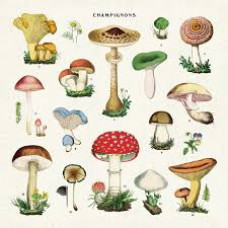 Cavallini & Co - Mushrooms Cloth Napkins Set of 4