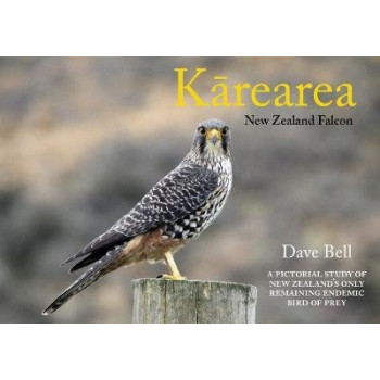 Karearea: New Zealand Falcon