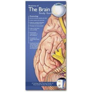 Anatomy of the Brain Study Guide 2E - Illustrated Pocket Anatomy Series