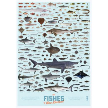 Fishes of New Zealand Poster A1 Matt