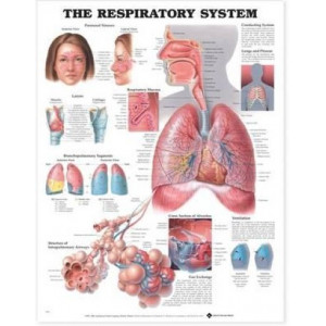 Respiratory System Anatomical Chart (Laminted Wall Chart)