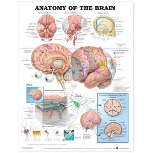 Anatomy of the Brain Anatomical (Laminated Wall Chart)
