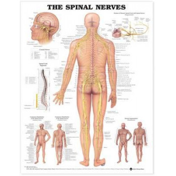 Spinal Nerves Anatomical (Laminated Wall Chart)