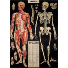 Cavallini & Co - L'Anatomie Poster