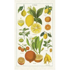Cavallini & Co - Citrus Tea Towel