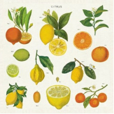 CITRUS CLOTH NAPKINS SET OF 4