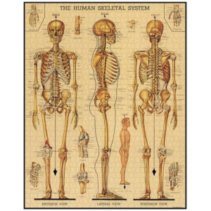Skeletal System 1000 Piece Vintage Jigsaw Puzzle by Cavallini