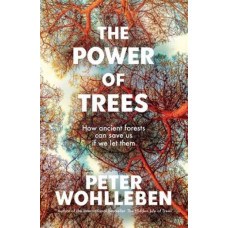 The Power of Trees: How Ancient Forests Can Save Us If We Let Them